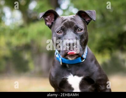 Ein schwarz-weißer Pit Bull Mischlingshund mit großen Floppy-Ohren und einem blauen Kragen, der seine Zunge herausstreckt Stockfoto