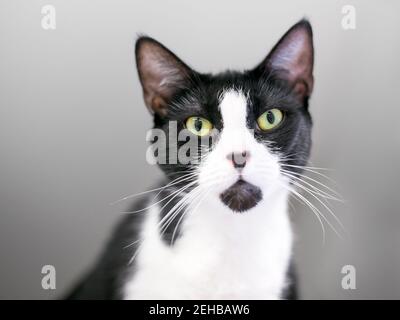 Eine schwarz-weiße Tuxedo Kurzhaarkatze mit schwarzen Markierungen An Nase und Kinn Stockfoto