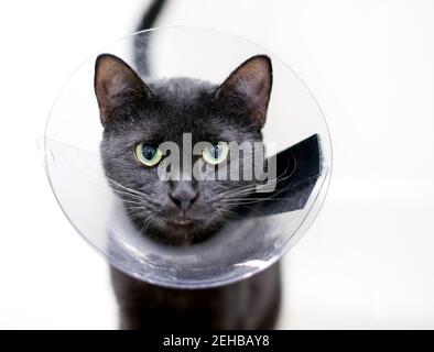 Eine schwarze Kurzhaarkatze mit grünen Augen und erweiterten Pupillen, die nach der Operation ein schützendes Kegelhalsband trägt Stockfoto