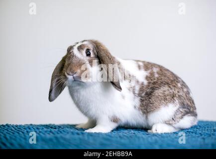 Ein brauner und weißer Lop-ohrige Tierkaninchen sitzt auf Eine blaue Decke Stockfoto