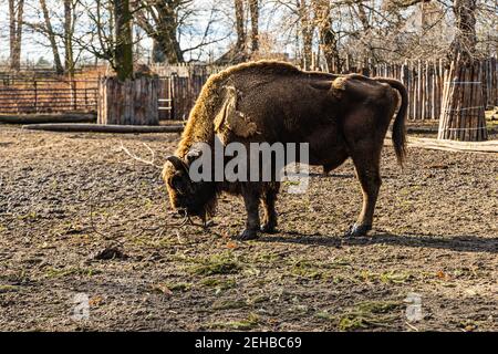 Big Wisent Bison bonasus zu Fuß auf großer Lichtung Stockfoto