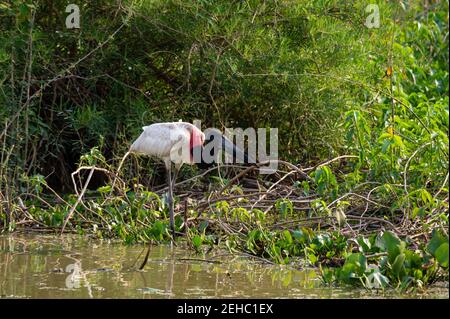 Jabiru (Jabiru mycteria), Pantanal, Mato Grosso, Brasilien. Stockfoto