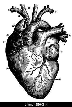 Menschliches Herz und Gefäße, die direkt aus ihm hervorgehen, von vorne gesehen. Illustration des 19th. Jahrhunderts. Deutschland. Weißer Hintergrund. Stockfoto