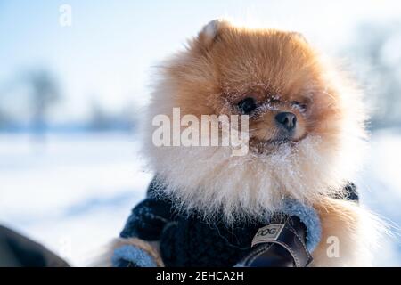 Flauschig und niedlich deutschen Spitz Klein mit Schnee auf seine Gesicht im Park Stockfoto