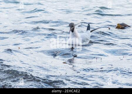 Schwarzkopf-Möwe schwimmt im Meer auf der Suche nach Nahrung Stockfoto