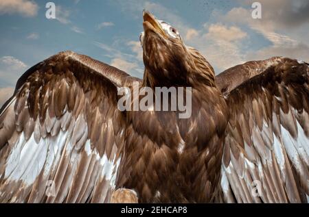 Steinadler Golden Eagle Aquilo chrysaeto Stockfoto