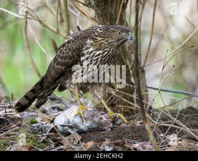 Juvenile Cooper's Hawk (Accipiter cooperii) mit grüngeflügeltem Teal (Anas crecca) Sie hat gerade getötet Stockfoto