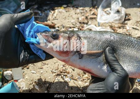 Mann entfernen Kunststoff aus Sea Bass Fisch Mund tot essen Entsorgung Handschuhtüll, Plastikverschmutzung Stockfoto