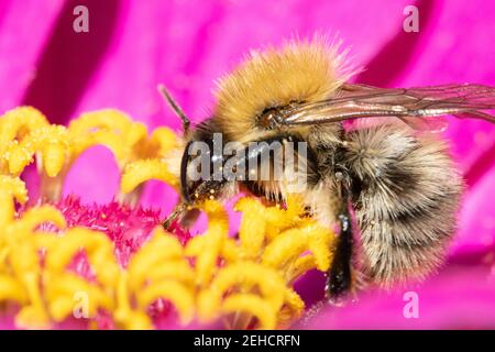 Eine Hummel, die Pollen in einer violetten Blume sammelt. Eine bescheidene Biene, die an einer Gartenblume arbeitet. Stockfoto