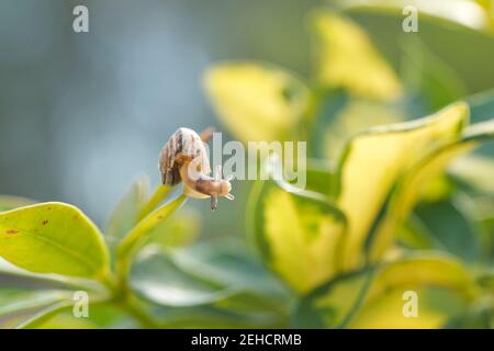 Wilde Schnecke auf Pflanzenblatt, Makro-Antennenansicht, natürliches Frühlingsökosystem, Makro-Tier Kreatur Stockfoto