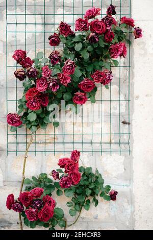 Düsterer Hintergrund - blühende Büsche von burgunderroten Rosen an einer Steinmauer. Stockfoto