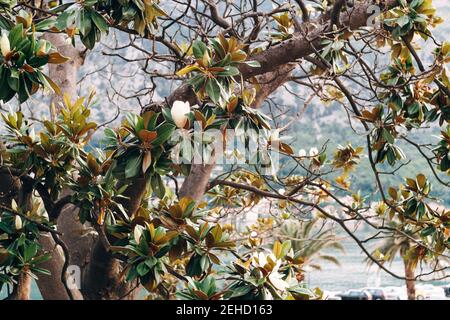 Magnolienbaum Äste mit weißer Blume zwischen den Blättern. Stockfoto