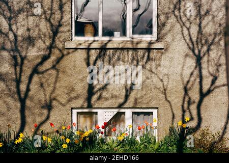 Rote und gelbe Tulpen in einem Blumenbeet in der Nähe eines Hauses mit Keller. Schattenspiel an der Fassade des Gebäudes. Stockfoto