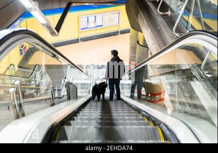 Zurück Ansicht vollständige Länge des anonymen Mannes, der an Blindheit leidet Gehen mit gehorsames Hund auf beweglichen Treppe Stockfoto