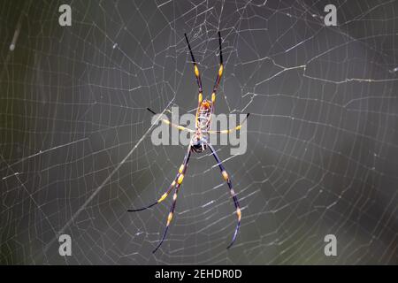 Golden Orb Spider in seinem Spinnennetz Stockfoto