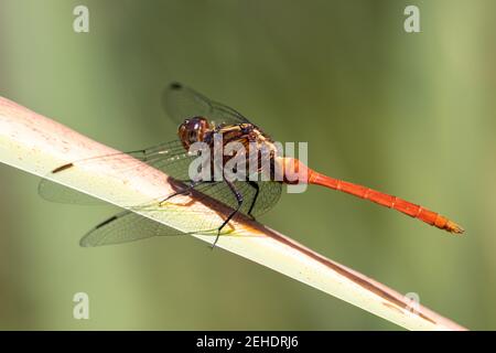 Feuriger Skimmer Libelle auf Schilf Stockfoto