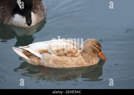 Leucisitic Mallard Weibchen und ihre helleren Töchter Stockfoto