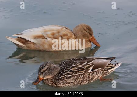 Leucisitic Mallard Weibchen und ihre helleren Töchter Stockfoto