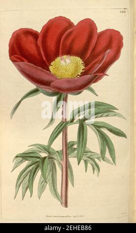 Paeonia mascula subsp. Russoi 62. 3431. 1835. Stockfoto