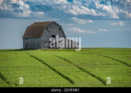 Eine alte Scheune auf den Prärien mit einer Weizenernte Im Vordergrund in Saskatchewan Stockfoto