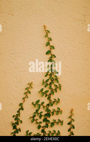 hedera Helix oder Efeu klettern auf einer hellen Wand Stockfoto