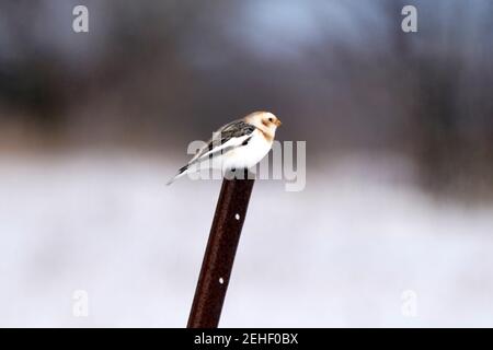 Schneeammern im Schnee einzelne Mitglieder der Herde Stockfoto