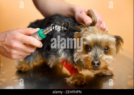 Tierarzt inspiziert Hundeohren mit Otoskop auf dem Tisch in der Tierklinik. Hochwertige Fotos Stockfoto