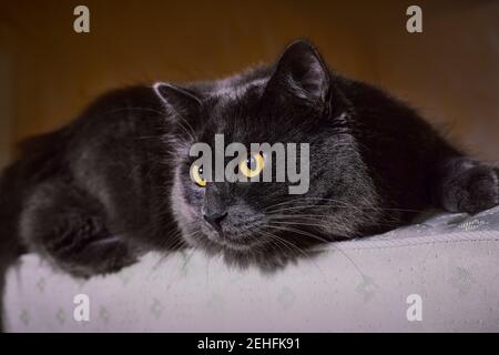 Russische blaue Katze oder graue Nibelung liegt auf der Couch und schaut zur Seite. Selektiver Fokus Stockfoto