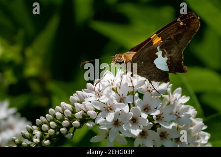 Ein Silberfleckiger Skipper-Schmetterling (Epargyreus clarus), der sich in der Sommersonne auf einer Schwanenhalsblume ernährt. Stockfoto