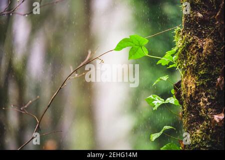 Oregon Wald bei einem Regensturm Stockfoto