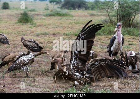 Weißrückengeier (Gyps africanus) und Marabustorch (Leptoptilos creniferus), auf einem Schlachtkörper, Ndutu, Ngorongoro Conservation Area, Serengeti, Tan Stockfoto