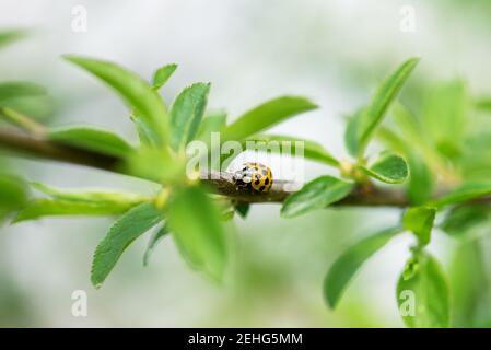 Marienkäfer auf einem Zweig mit jungen Blättern auf grünem Hintergrund. Stockfoto