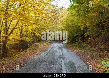 Herbst Straße. schöne helle Herbst Straße Landschaft. Rote Blätter an den Bäumen. Stockfoto