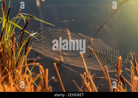 Spinne gewebtes Netz auf Büschen auf dem Feld bei der Morgendämmerung. Stockfoto
