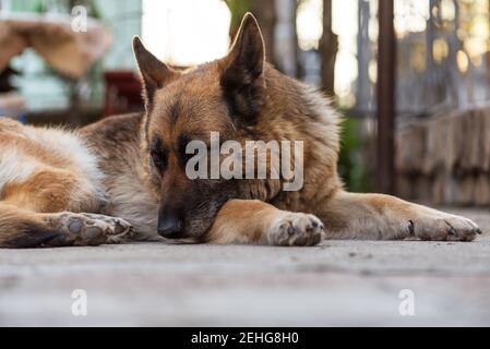 German shepherd dog portrait im Freien im Sommer. Stockfoto