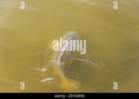 Gewöhnlicher europäischer Karpfen (Cyprinus carpio) laichen gewalttätig während der Frühjahrszucht. Stockfoto