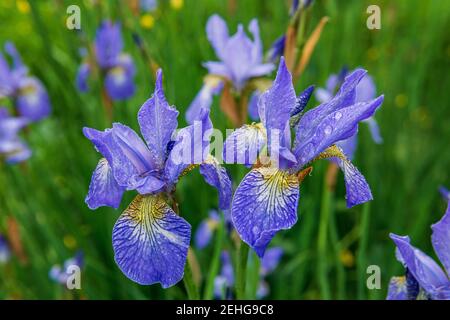 Blaue Iris Blumen wachsen im Garten Sommerzeit. Stockfoto