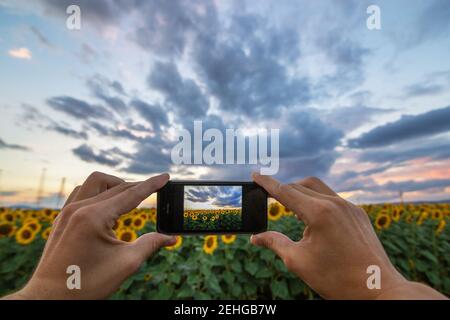 Hand Aufnahme von Sonnenblumen Feld von Smartphone. Stockfoto