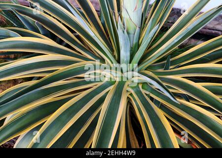 Agave desmettiana oder El Miradores Gold ist eine sehr spektakuläre Sukkulente mit glänzend gebogenen Blättern und goldgelben Rändern. Stockfoto