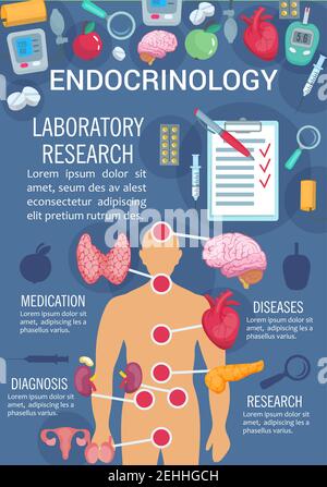 Endokrinologie Medizin Poster des menschlichen endokrinen Systems Anatomiediagramm. Schilddrüse, Pankreas und Hypothalamus, Eierstöcke, Hoden und Thymus Poster für Stock Vektor