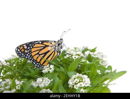 Nahaufnahme eines Monarch Butterfly auf weißen Alyssum-Blumen, Profilansicht. Isoliert auf Weiß. Stockfoto