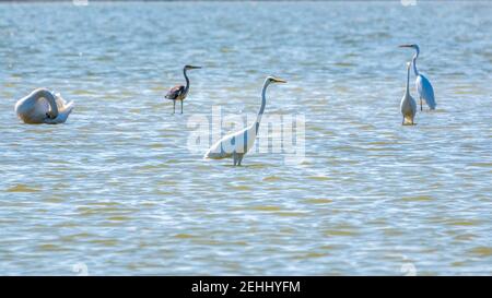 Anmutige Wasservögel, weiße Schwäne und weiße und graue Reiher schwimmen im See. Der stumme Schwan, lat. Cygnus olor und kleiner Weißer Reiher, lat. Egretta g Stockfoto