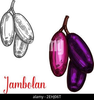 Skizze der tropischen Früchte von Jambolan. Bündel von exotischen java-Pflaume oder jambul mit reifen lila Beere für natürliche Saft, vegetarische Snack-Lebensmittel und süß j Stock Vektor
