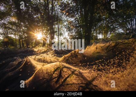 Spinne auf dem Spinnennetz oder Spinnennetz und Licht des Sonnenuntergangs. Stockfoto