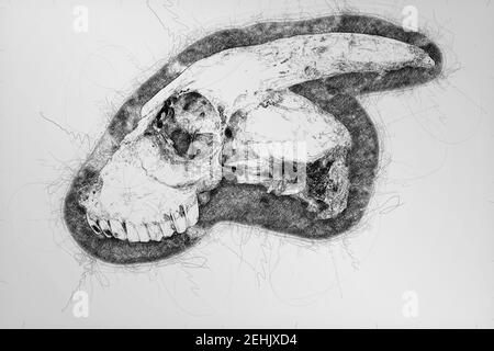 Digitale monochromatische Scribble Zeichnung eines Ziegenschädels im Profil Ansicht auf weißem Hintergrund Stockfoto