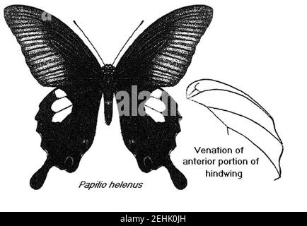 Papilio helenus bingham. Stockfoto