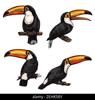Set Tukane. Exotischer Vogeltukan. Handgezeichneter Tukan auf weißem Hintergrund. Vektor-Set von tropischen Vögeln isoliert auf weiß. Dschungel tropische Vögel schwarz Stock Vektor