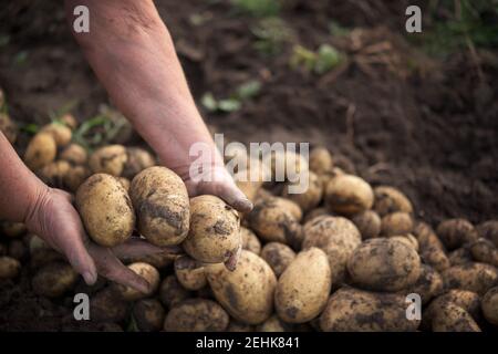 Ein Bauer mit schmutzigen Händen hält frisch gepflückte Kartoffeln Stockfoto