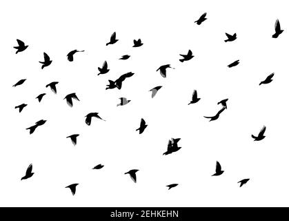 Eine große Schar fliegender Vögel. Vektorgrafik Stock Vektor