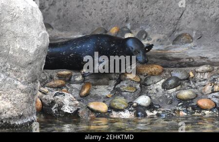 Los Angeles, California, USA 16th. Februar 2021 EINE allgemeine Ansicht der Atmosphäre von Harbor Seal in Los Angeles Zoo, Die wegen einer Pandemie am 13. März 2020 bis 26. August 2020 geschlossen und dann am 7. Dezember 2020 geschlossen wurde und heute am 16. Februar 2021 aufgrund einer Coronavirus Covid-19 Pandemie in Los Angeles, Kalifornien, USA, wieder eröffnet wurde. Foto von Barry King/Alamy Stockfoto Stockfoto